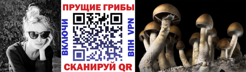 купить наркотики сайты  Павловский Посад  Галлюциногенные грибы Magic Shrooms 